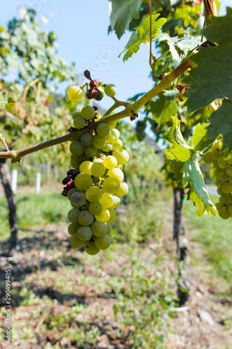 Wallpaper Mural Vineyard with growing white wine grapes, riesling or chardonnay grapevines in summertime Torontodigital.ca
