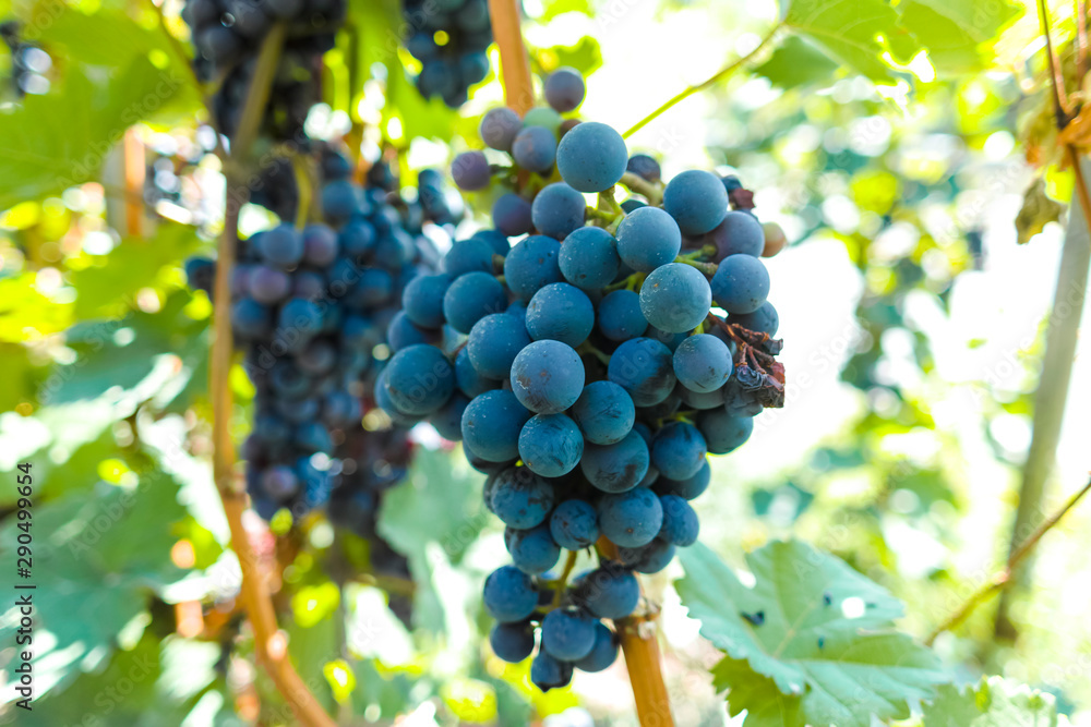 Vineyard with growing red wine grapes, black or purple grapevines