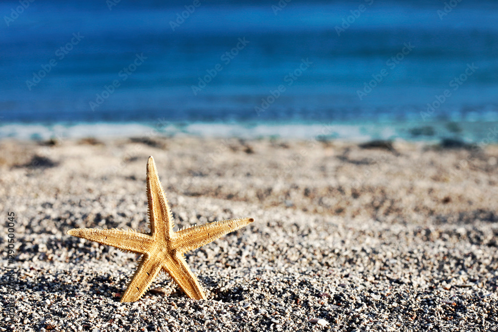 Starfish on the beach photographed in daylight, holiday symbol, summer Starfish on the beach photographed in daylight, holiday symbol, summer