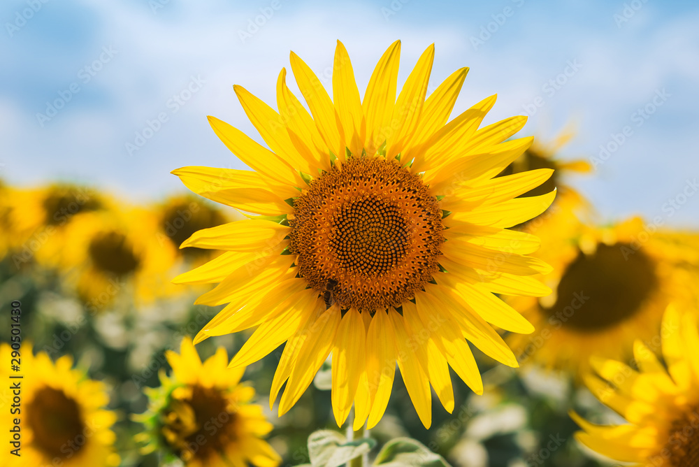 yellow flower of sunflower with bee on field yellow flower of sunflower with bee on field
