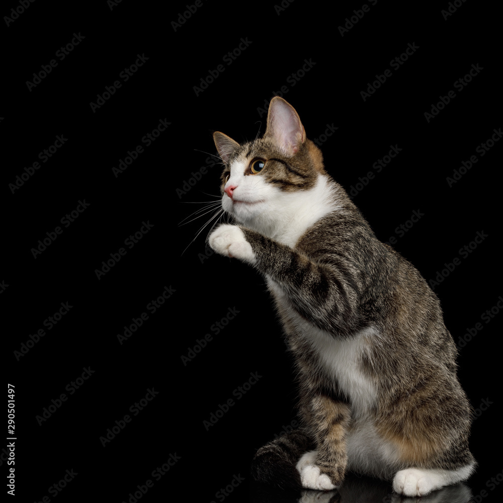 Playful Mix-breed Kitten Sitting with Curious face raised paw on isolated background