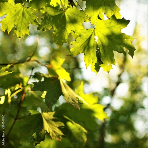 green maple leaves with sunlight  tree branch in autumn forest.