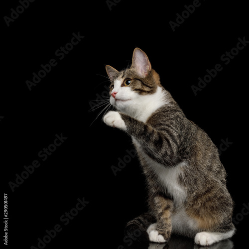 Wallpaper Mural Playful Mix-breed Kitten Sitting with Curious face raised paw on isolated background Torontodigital.ca