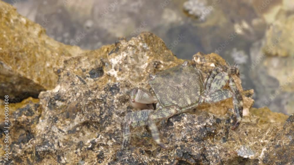 Close up slow motion 4 k video of sea rock crab walking towards ocean with his legs. Close up slow motion 4 k video of sea rock crab walking towards ocean with his legs.