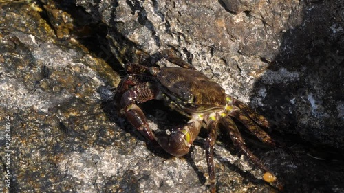 Close up footage of fresh rock sea crab on rock by the sea at Galapagos walking with leg. photo