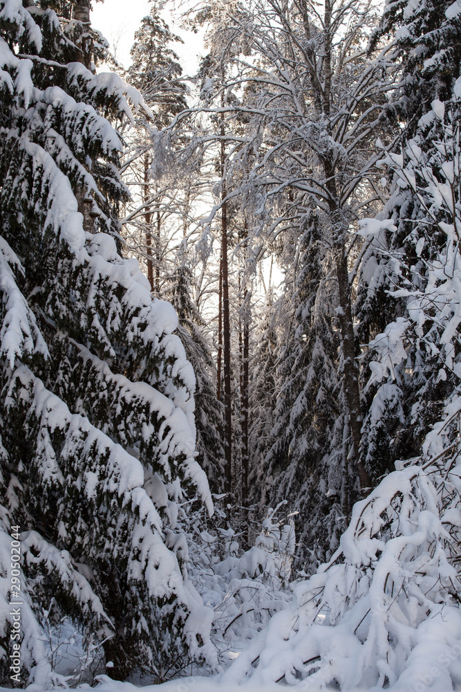 Winter forest, branches of trees, firs and bushes covered with snow, the sky is clear Winter forest, branches of trees, firs and bushes covered with snow, the sky is clear