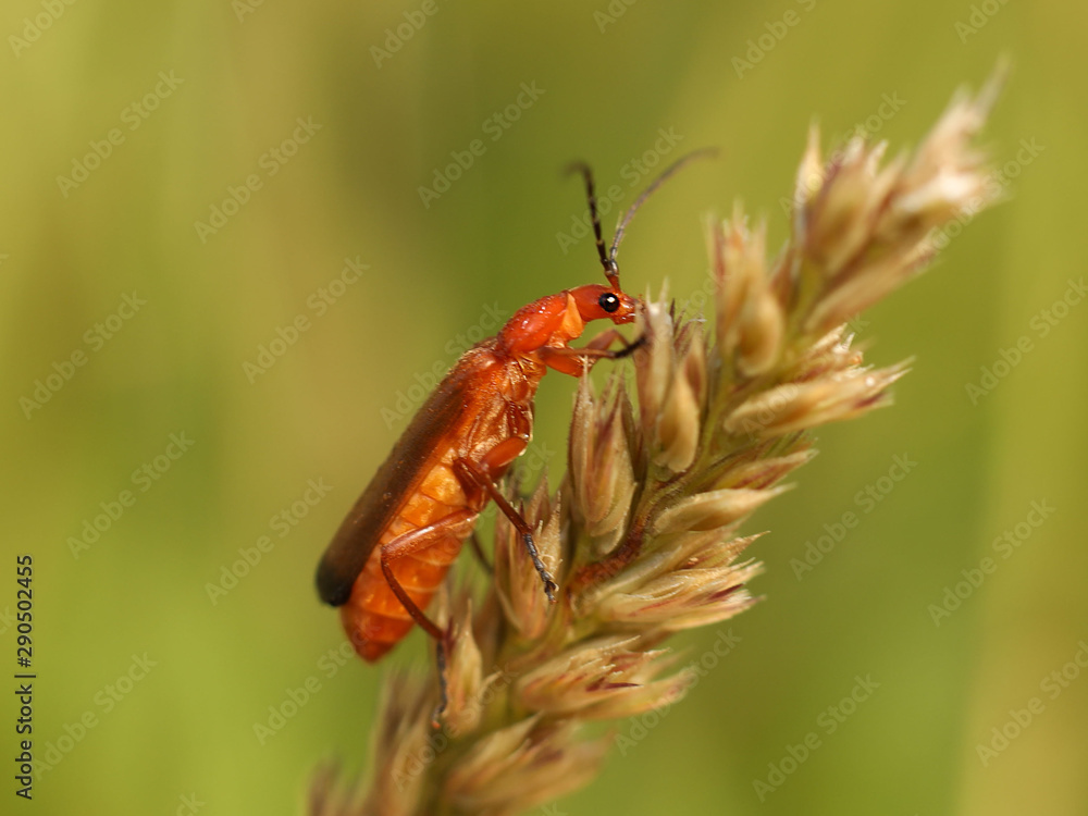 The insect sits on a wheat spikelet. Macro with blurry background. Pest control crop. Pollination of plants with flowers. Flora and fauna of the temperate region. Natural History and the School The insect sits on a wheat spikelet. Macro with blurry background. Pest control crop. Pollination of plants with flowers. Flora and fauna of the temperate region. Natural History and the School