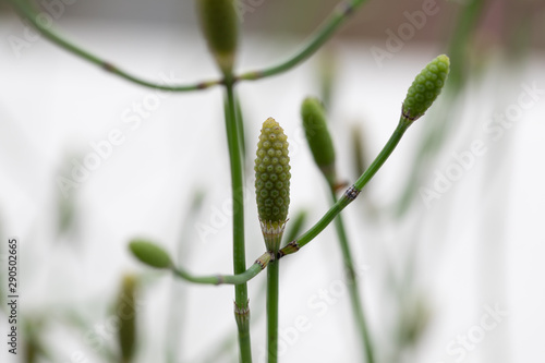 Equisetum (horsetail, snake grass, puzzlegrass) is the only living genus in Equisetaceae for education in laboratory. photo