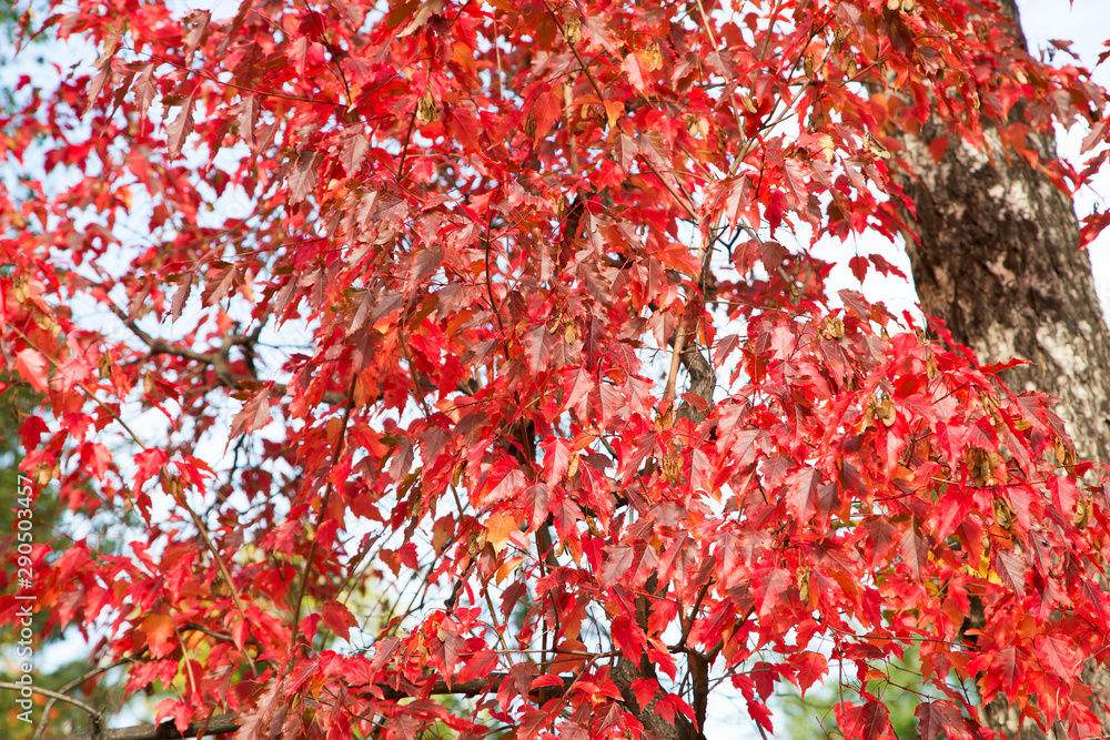 Beautiful colorful autumn foliage in the whole frame.Horizontally. Beautiful colorful autumn foliage in the whole frame.Horizontally.