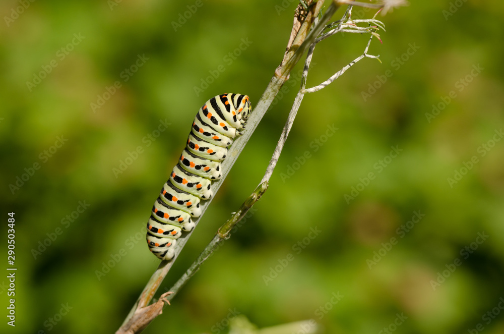 Caterpillar of a Common yellow swallowtail, Papilio machaon, butterfly. Andalusia, Spain.