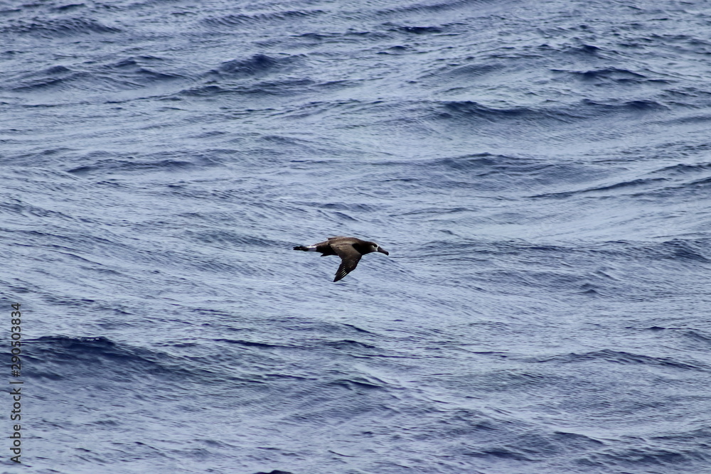 Fototapeta premium Albatross flying on blue sea background. Wild sea bird in natural habitat.
