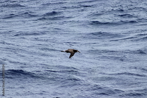Albatross flying on blue sea background. Wild sea bird in natural habitat.