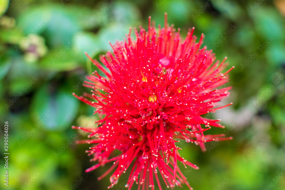 Flower in a Garden in Furnas, São Miguel Island, Azores Flower in a Garden in Furnas, São Miguel Island, Azores