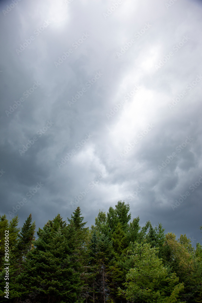 trees with storm clouds