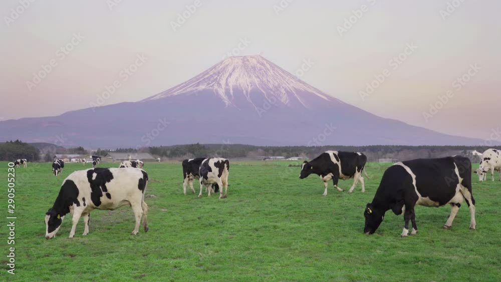 Milk cow grazing. Dairy cow eating grass in field. Milk cow grazing. Dairy cow eating grass in field.