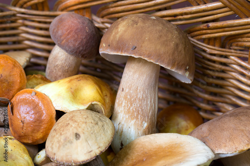 Basket of summer Mushrooms