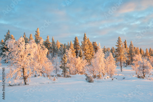 Snowy landscape, frozen trees in winter in Saariselka, Lapland, Finland