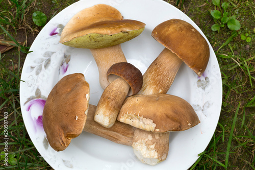 White Summer Boletuses on the plate photo