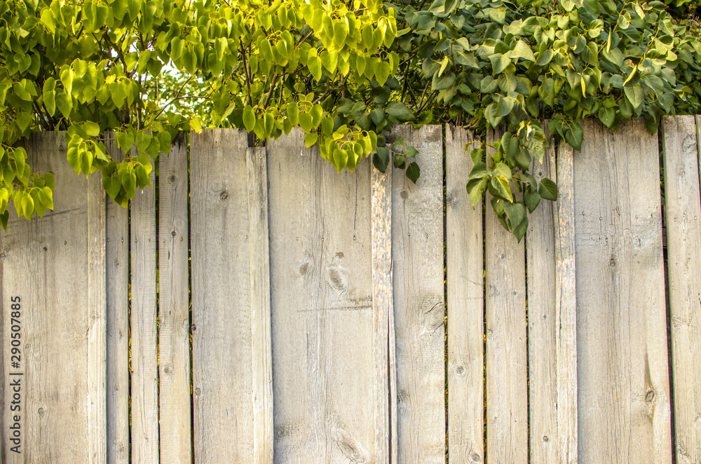 Wooden fence with greenery on top Wooden fence with greenery on top