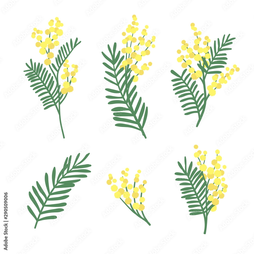 Ταπετσαρία Set of mimosa flowers and leaves isolated on white background