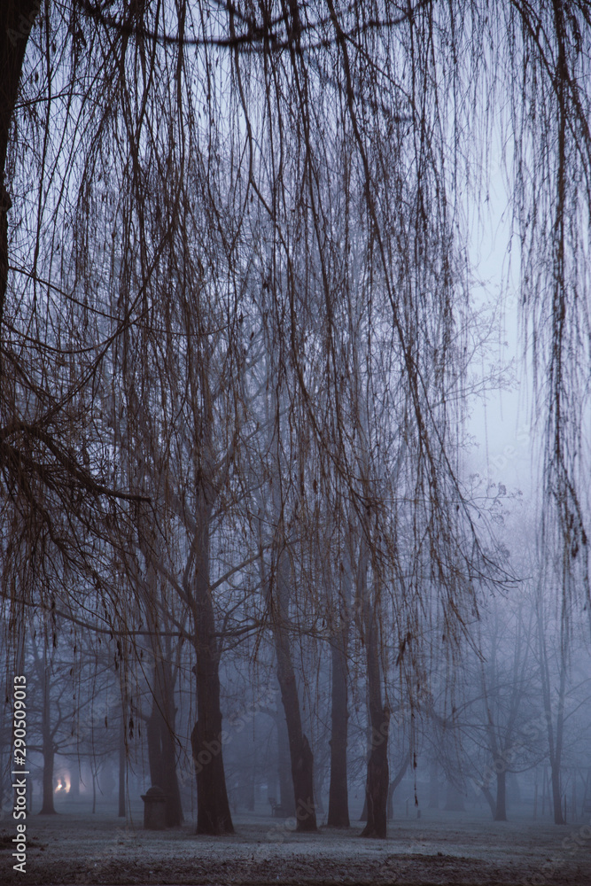 Dark misty park with hanging willows.
