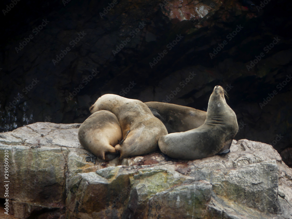 Fototapeta premium Seals on a rock