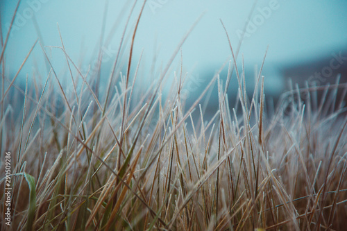 Bents in the early morning dew with frost. Partial focuses with blur effect. Free space for text. Vintage effect.