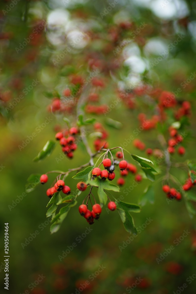 branch with red berries and green leaves of hawthorn