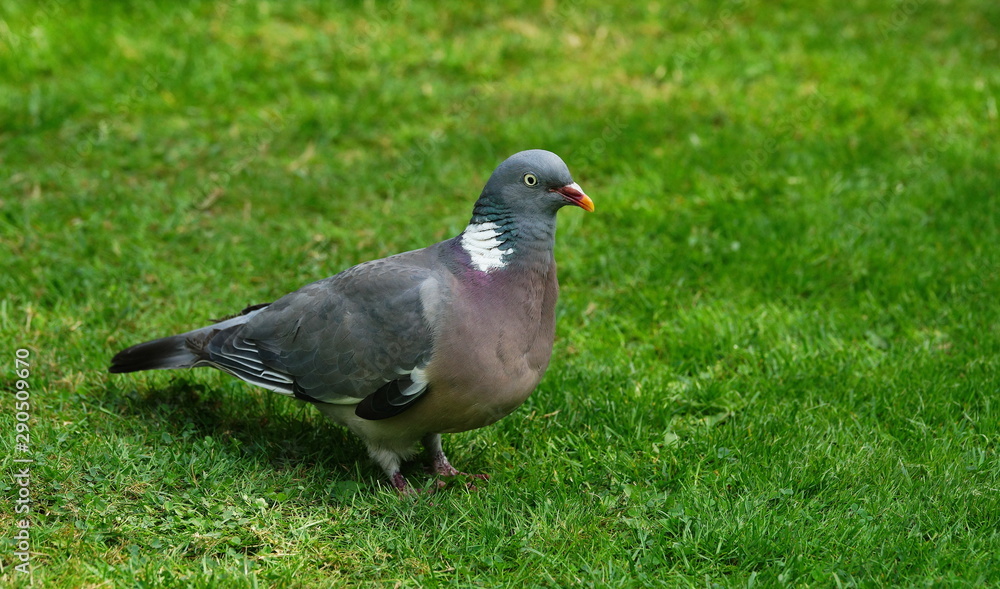 Taube,Dove,Ringeltaube,Ringdove,Vogel,Bird Taube,Dove,Ringeltaube,Ringdove,Vogel,Bird