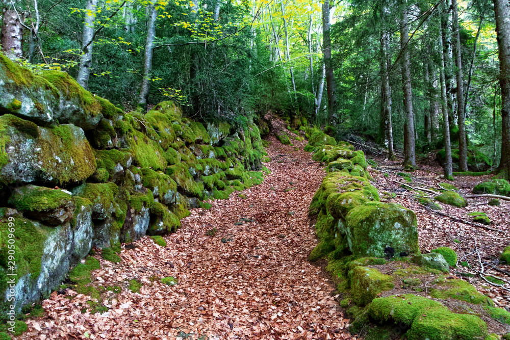 Obraz premium Forêt