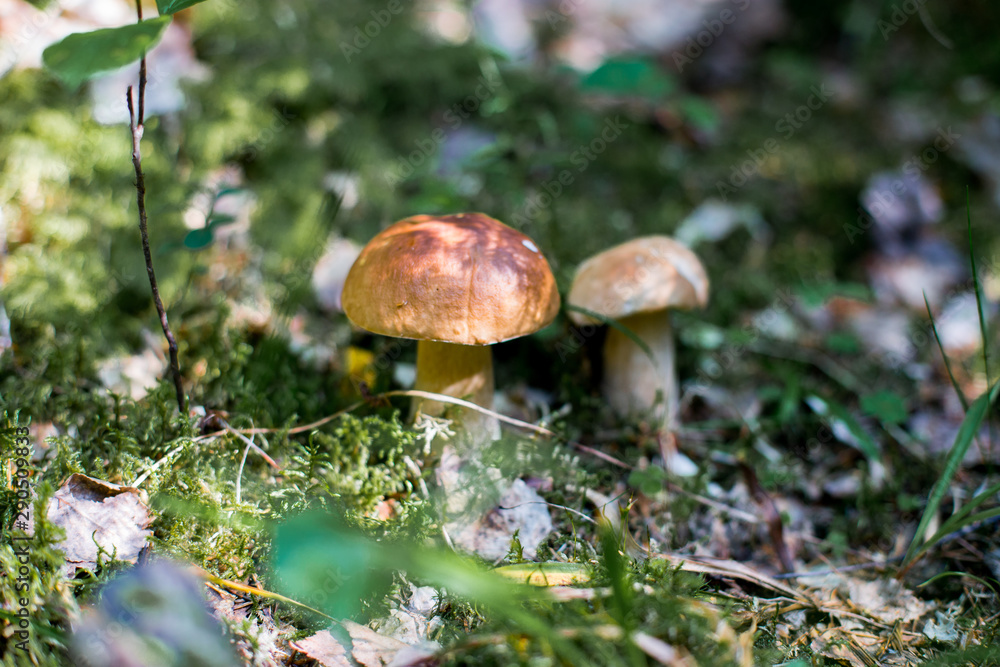 Boletus edulis growing in forest of green moss. King boletus ia delicious edible mushroom. Boletus edulis growing in forest of green moss. King boletus ia delicious edible mushroom.