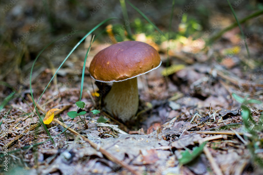 Brown boletus edulis growing in forest. King boletus ia delicious edible mushroom. Brown boletus edulis growing in forest. King boletus ia delicious edible mushroom.