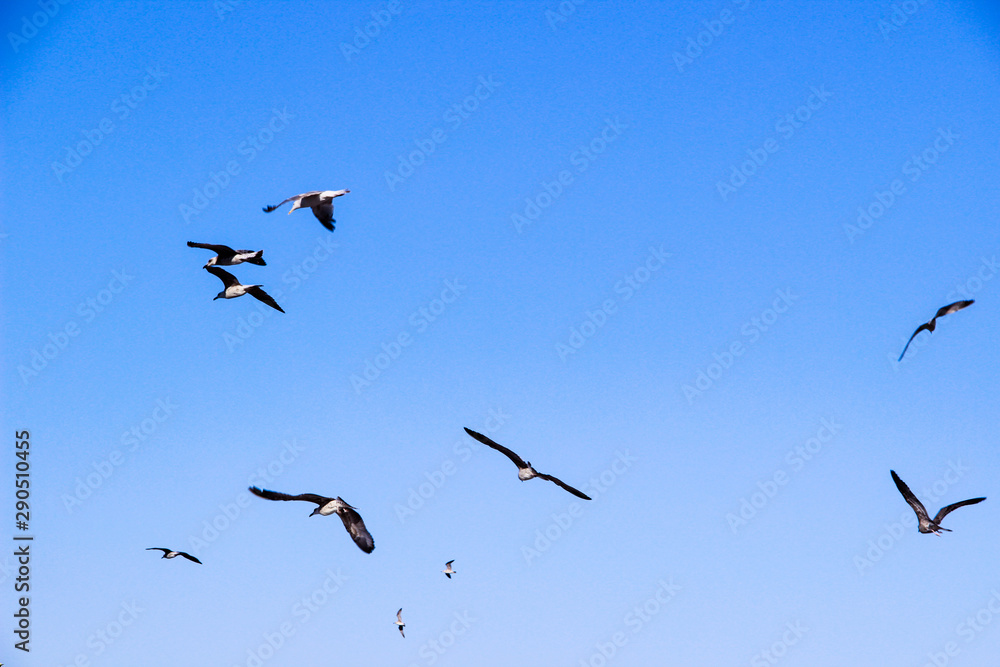 Lots of Seagulls fly freely clear blue sky in Istanbul, Turkey