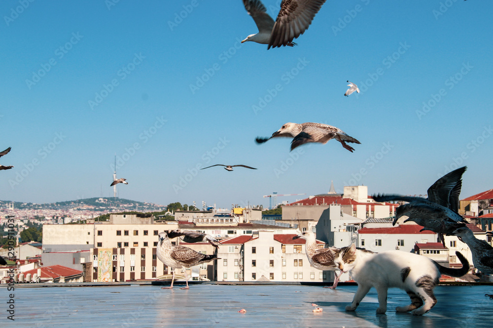 Lots of Seagulls fly freely clear blue sky in Istanbul, Turkey