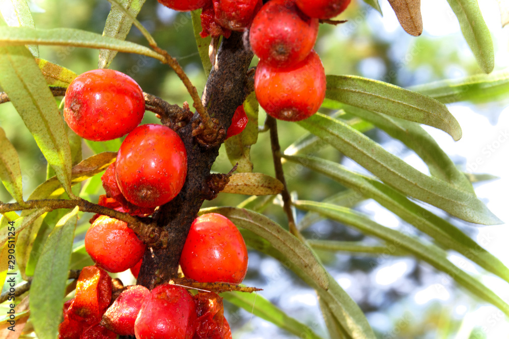 Obraz premium branch of ripe sea buckthorn