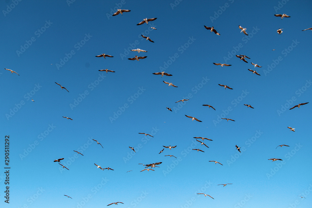 Lots of Seagulls fly freely clear blue sky in Istanbul, Turkey Lots of Seagulls fly freely clear blue sky in Istanbul, Turkey