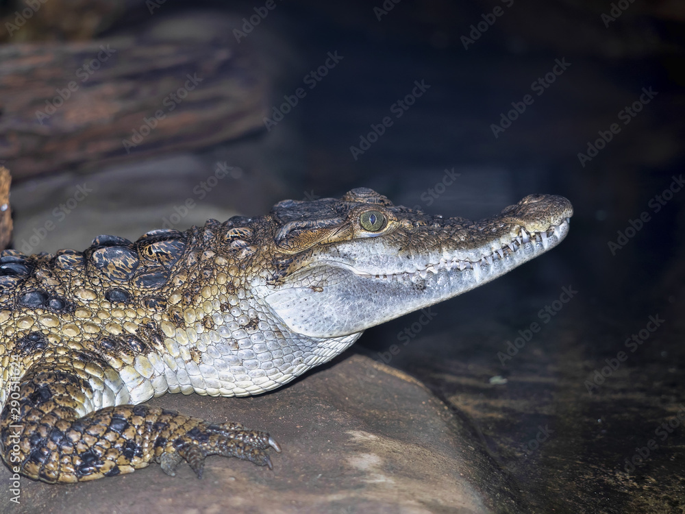 Philippine crocodile, Crocodylus mindorensis, is one of the rarest crocodiles Philippine crocodile, Crocodylus mindorensis, is one of the rarest crocodiles