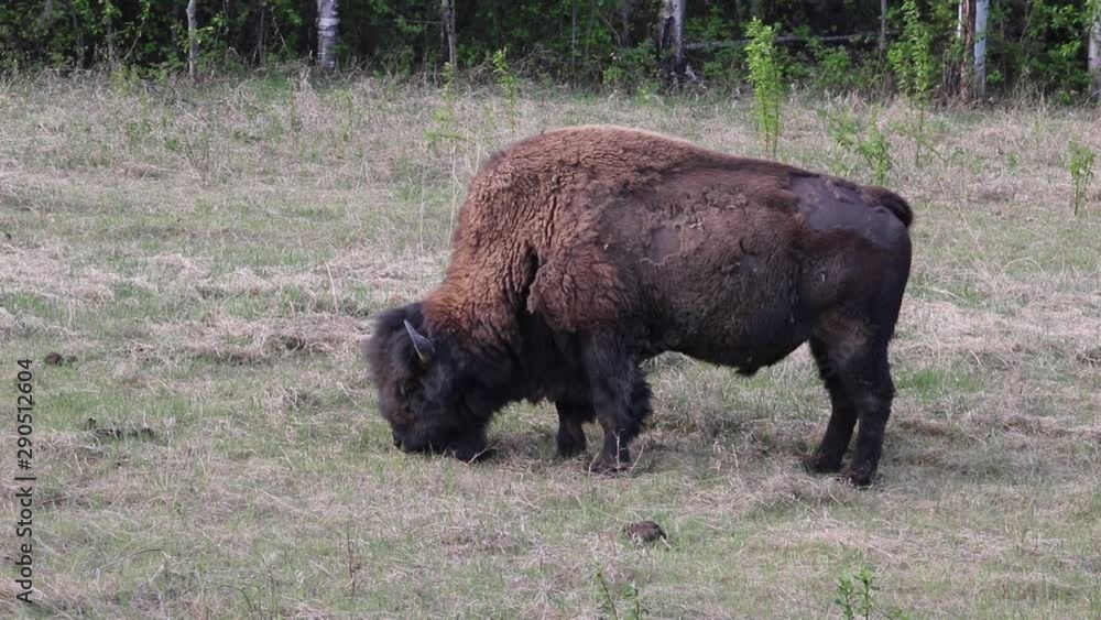 Bison Eating Grass in Field Bison Eating Grass in Field