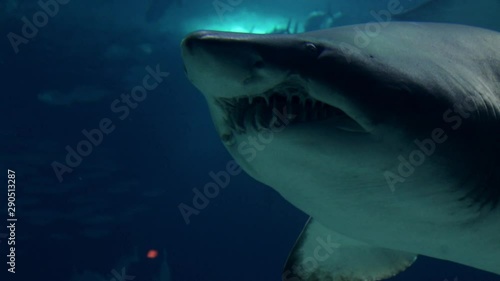 great white shark under water aquarium 
