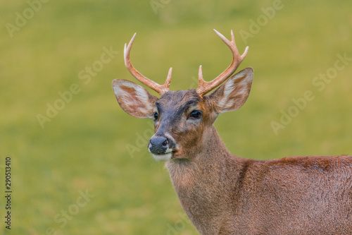 deer in forest