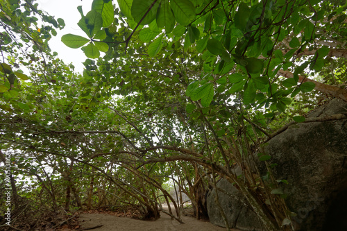 Fototapeta Naklejka Na Ścianę i Meble -  Park narodowy Tayrona, Kolumbia