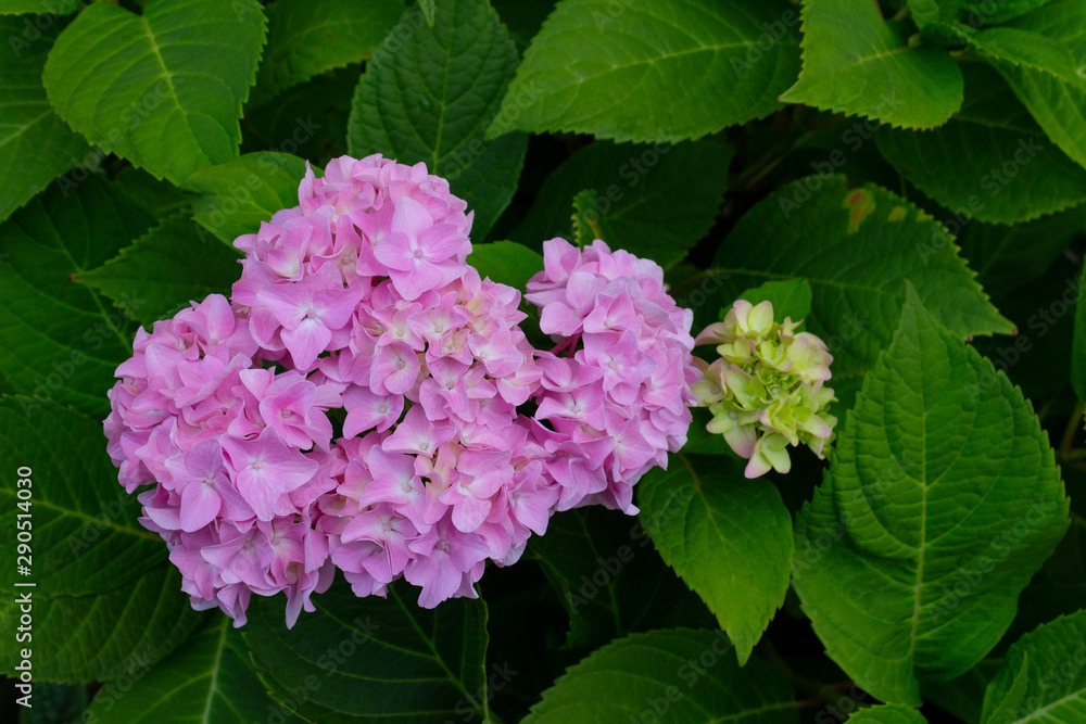 Light pink large beautiful hydrangea flowers on a background of green leaves in the garden on a summer day. Pink, white hydrangea close-up. Light pink large beautiful hydrangea flowers on a background of green leaves in the garden on a summer day. Pink, white hydrangea close-up.