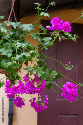 The ivy pelargonium plant is planted in a hanging pot and arranges its shoots and beautiful purple flowers in different directions. Pink-purple ivy pelargonium.
