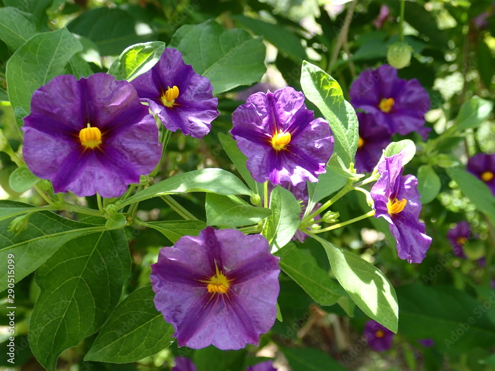 夏の小さい紫の花