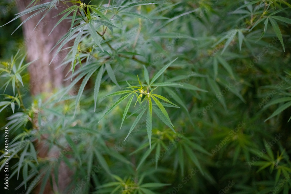 Naturally grown wild marijuana or hemp or cannabis plant and leaves Naturally grown wild marijuana or hemp or cannabis plant and leaves