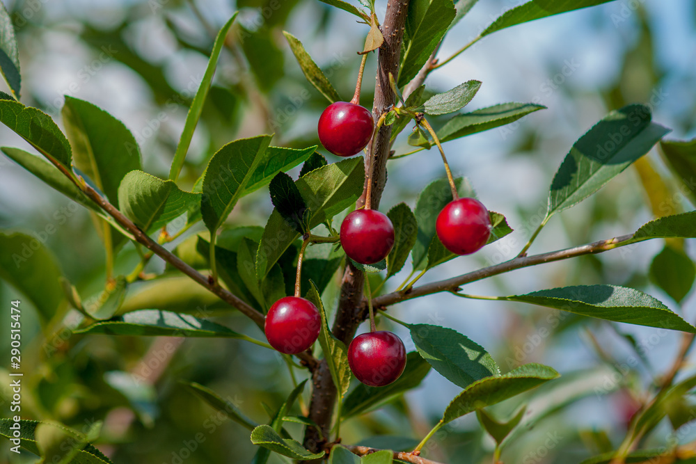 Obraz premium Branch of felt cherry with ripe berries in sunny weather. Close-up on a background of blue sky