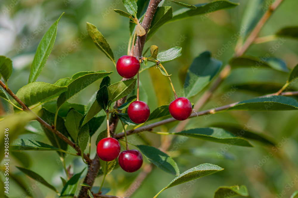 A branch of felt cherry with ripe berries. Close-up on a green background in sunny weather.
