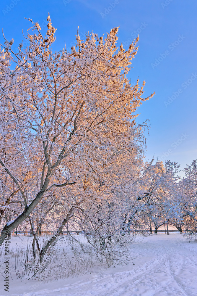 Snow covered trees in a park in winter in the sunset light