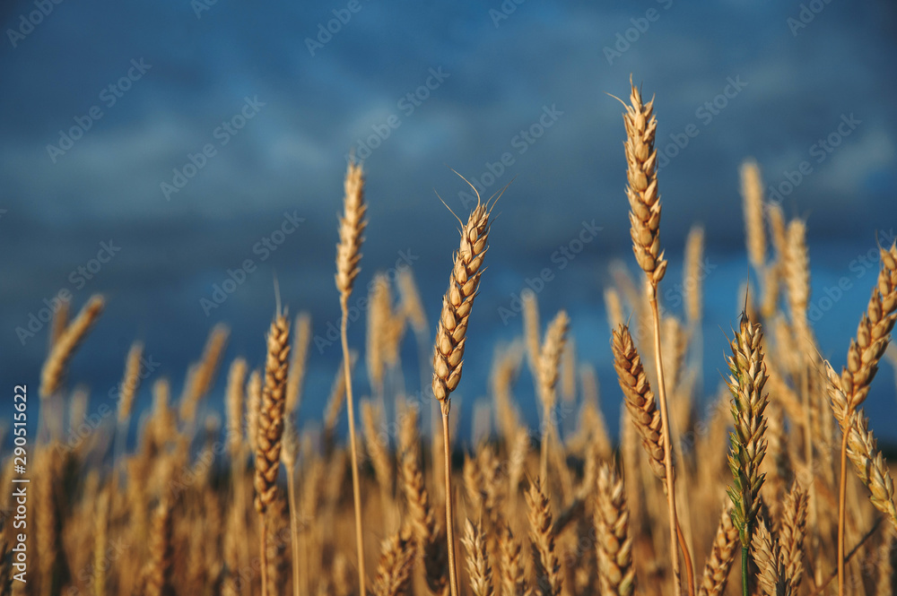 Golden, ripe wheat against blue sky background. Golden, ripe wheat against blue sky background.