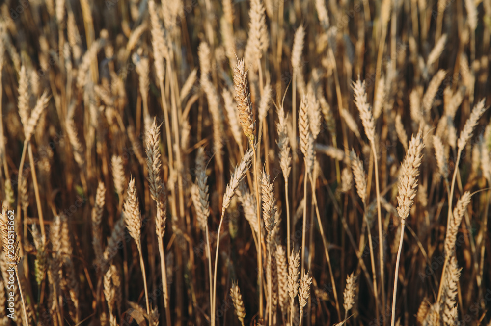 Fototapeta premium golden field of wheat, ears of rye